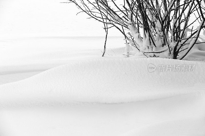 Cotoneaster Bush和Snowdrift